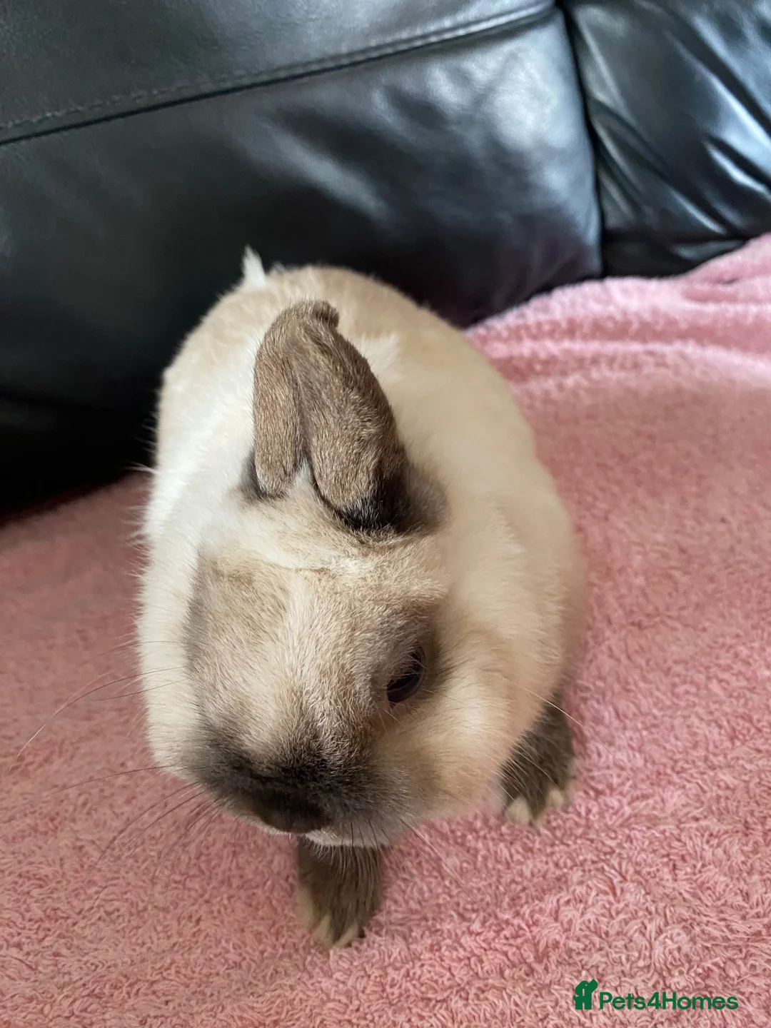 Netherland Dwarf rabbits for sale: Netherland dwarf rabbit  - Advert 2