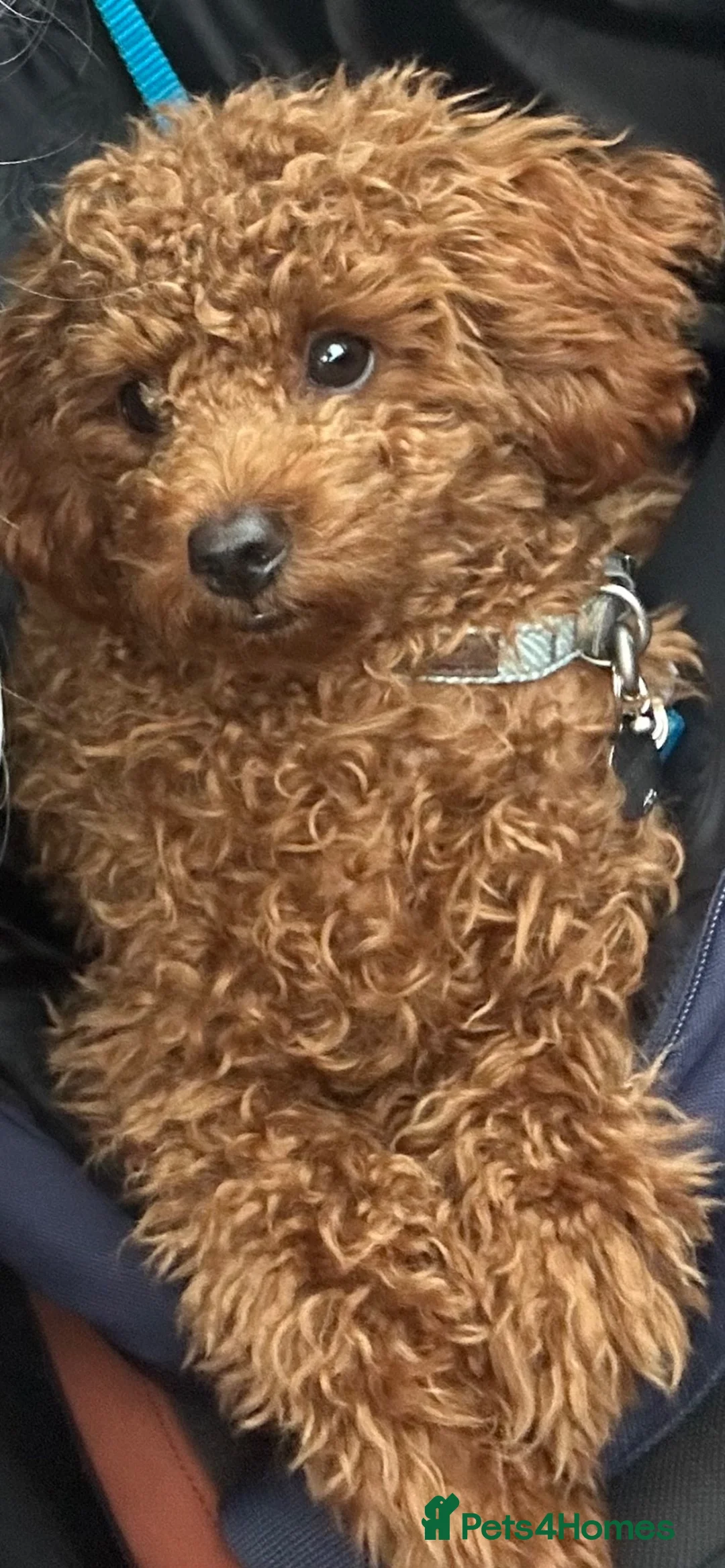 Toy Poodle dogs for stud: KC registered,Toy poodle ,for stud only 🐾HUGO🐾  - Advert 9