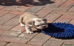 Mixed Breed dogs for sale: Mum frenchie dad English bulldog  - Image 5