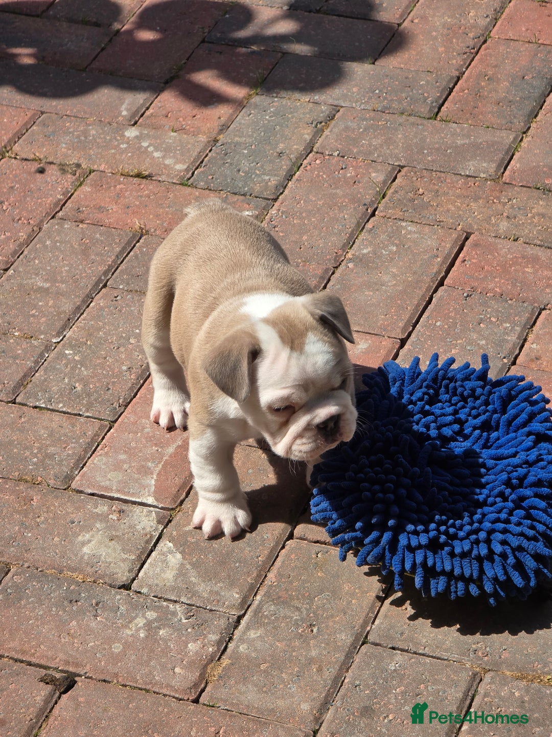 Mixed Breed dogs for sale: Mum frenchie dad English bulldog  - Image 5