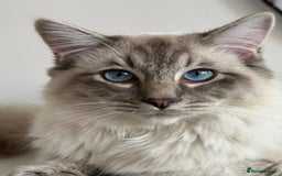 Ragdoll cats for sale: Coco and Willow Male Ragdolls - Advert 1