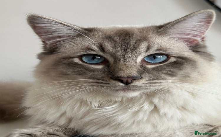 Ragdoll cats Coco and Willow Male Ragdolls - Advert 1