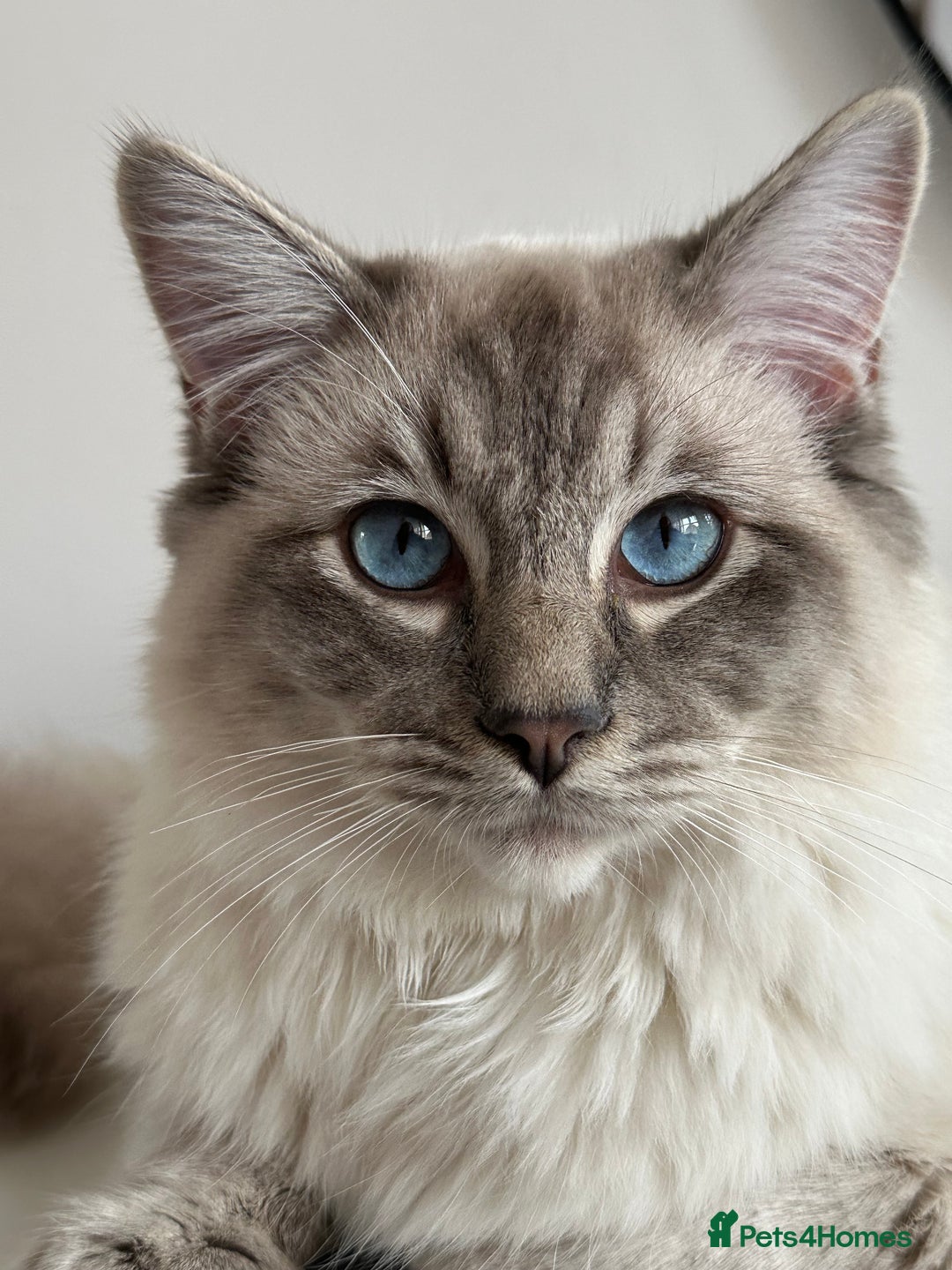 Ragdoll cats for sale: Coco and Willow Male Ragdolls - Advert 1