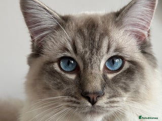 Ragdoll cats Coco and Willow Male Ragdolls - Advert 4