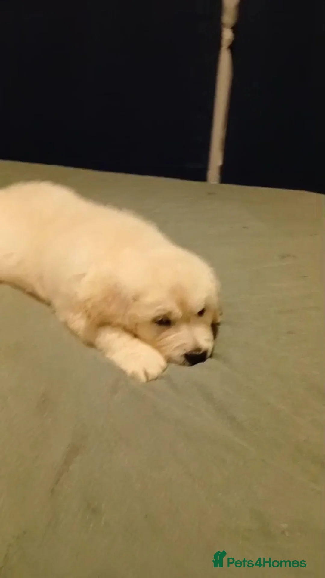 Golden Retriever dogs for sale: KC registered golden retriever puppies  - Advert 4