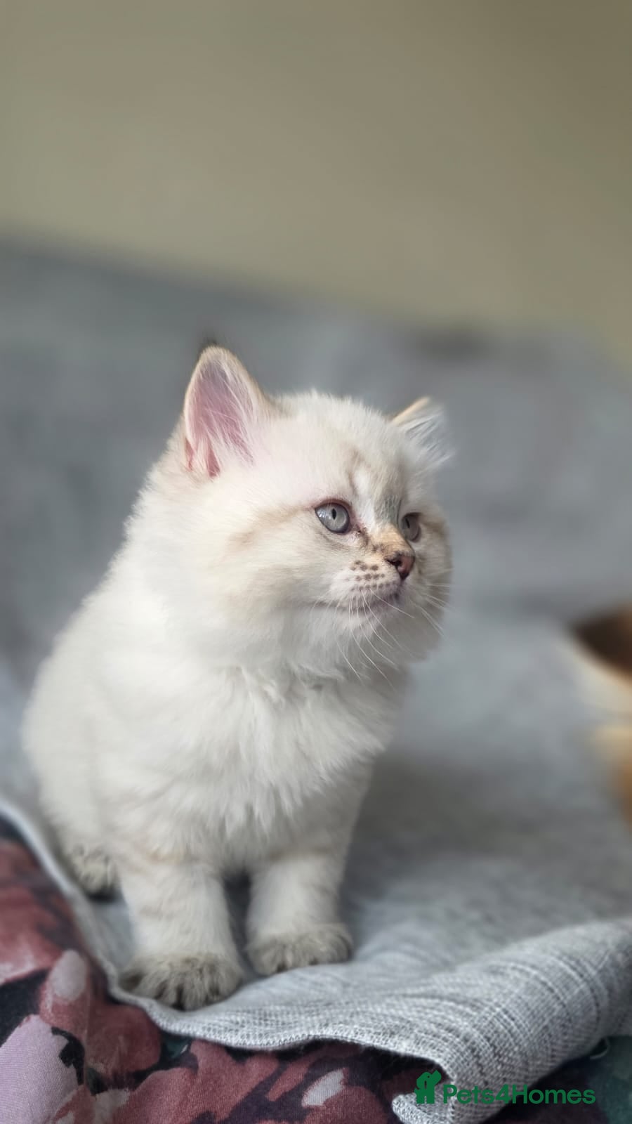 Mixed Breed cats for sale: Ragdoll/British shorthair  - Advert 5