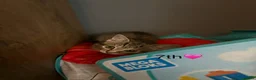 Mixed Breed cats for sale: Kittens  in Grantham - Advert 30