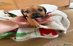 Dachshund dogs for sale: Wire haired dachshund puppies  - Advert 19