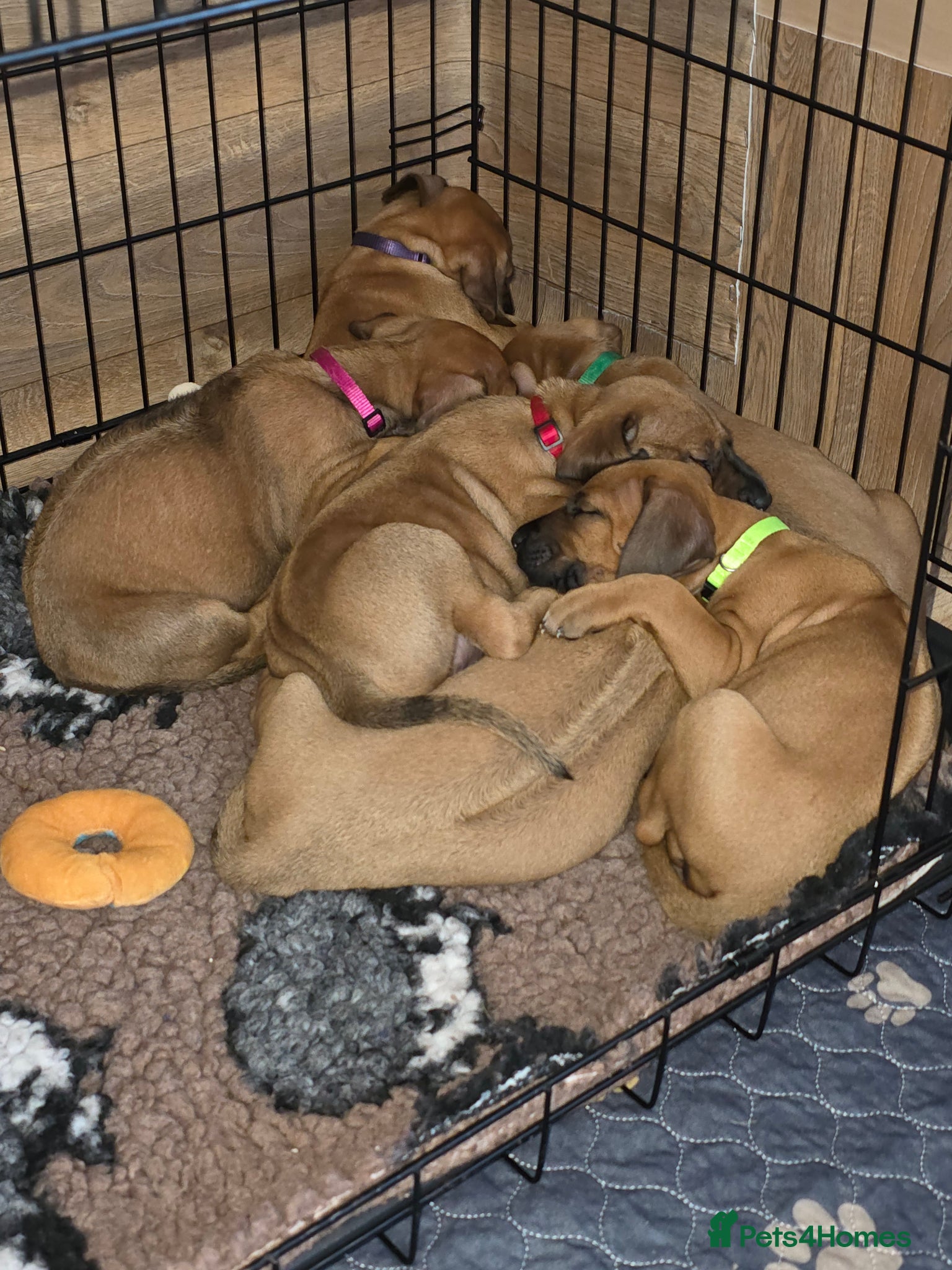 Rhodesian Ridgeback dogs Outstanding Pedigree - Advert 3