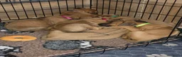 Rhodesian Ridgeback dogs for sale: X1 Girl Ready to Leave 16th June  - Advert 6
