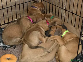 Rhodesian Ridgeback dogs Outstanding Pedigree - Advert 3