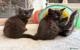 Mixed Breed cats for sale: Beautiful Maine Coon cross kittens - Image 12