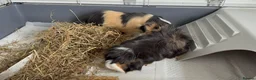 Guinea Pig rodents for sale: Two Male Guinea pigs  - Advert 3