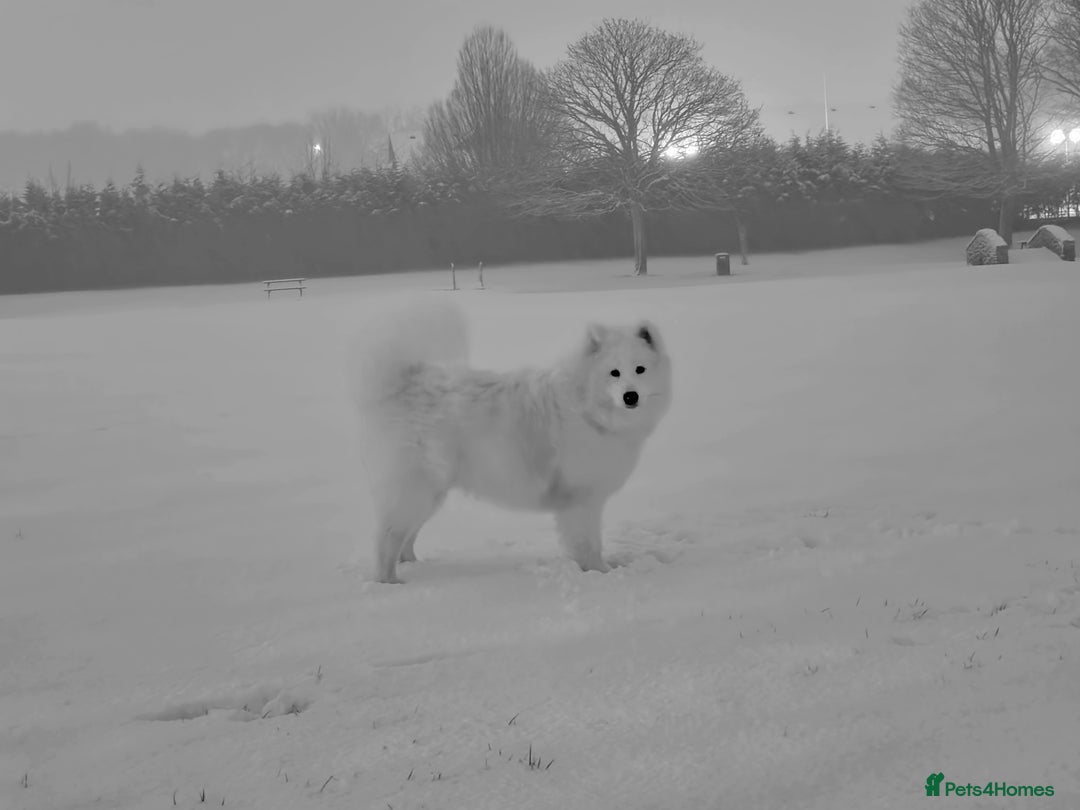 Samoyed dogs for sale: 7 month old Samoyed - Advert 10