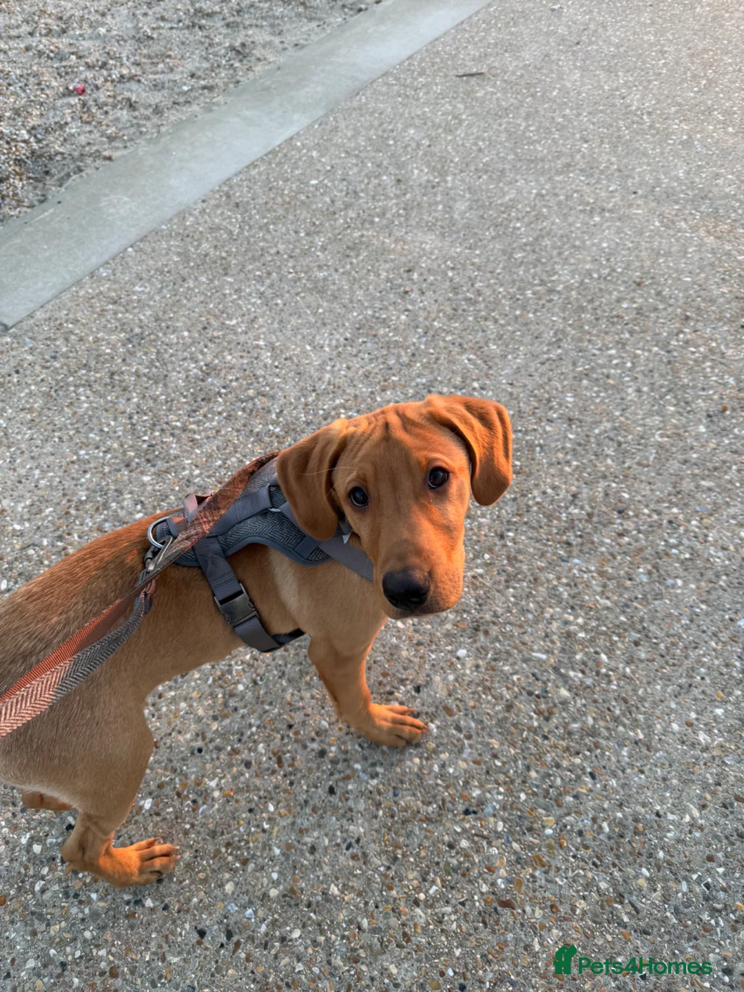 Labrador Retriever dogs for sale: 6 month Labrador puppy  - Advert 2