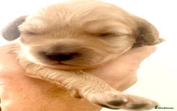 Cavapoo dogs for sale: Cavapoo - Image 2