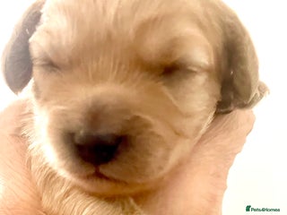 Cavapoo dogs - Advert 31