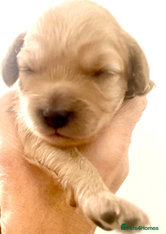 Cavapoo dogs - Advert 10