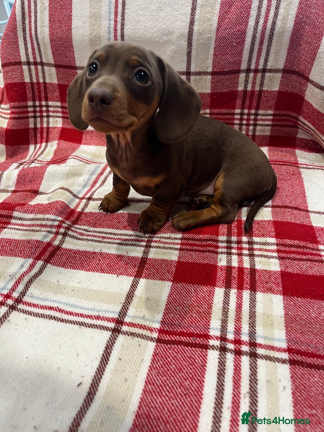 Miniature Dachshund dogs for sale: Miniature Dachshund puppies for sale - Advert 15