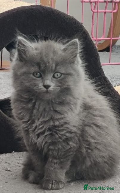 Russian Blue cats Russian Blue kittens 8 weeks old 2 boys 2 girls - Advert 18