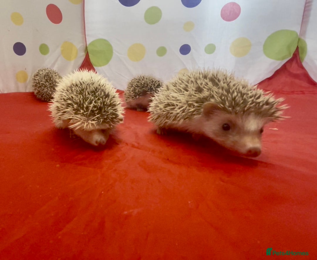 Pygmy Hedgehog rodents for sale: Beautiful Pinto African Pygmy Hedgehog Babies  - Image 3