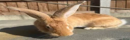 Continental Giant rabbits for sale: Giant ready to go now 12 weeks old  - Advert 8