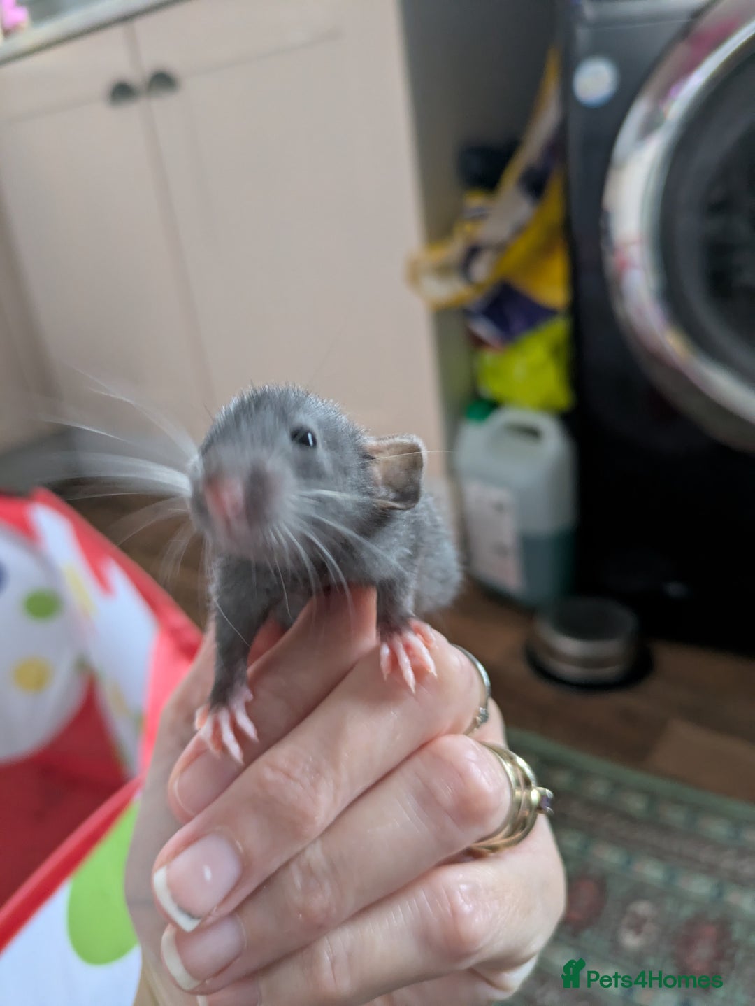 Rat rodents for sale: Dumbo rats - Image 5