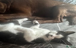 British Shorthair cats for sale: Two loving boys - Image 2