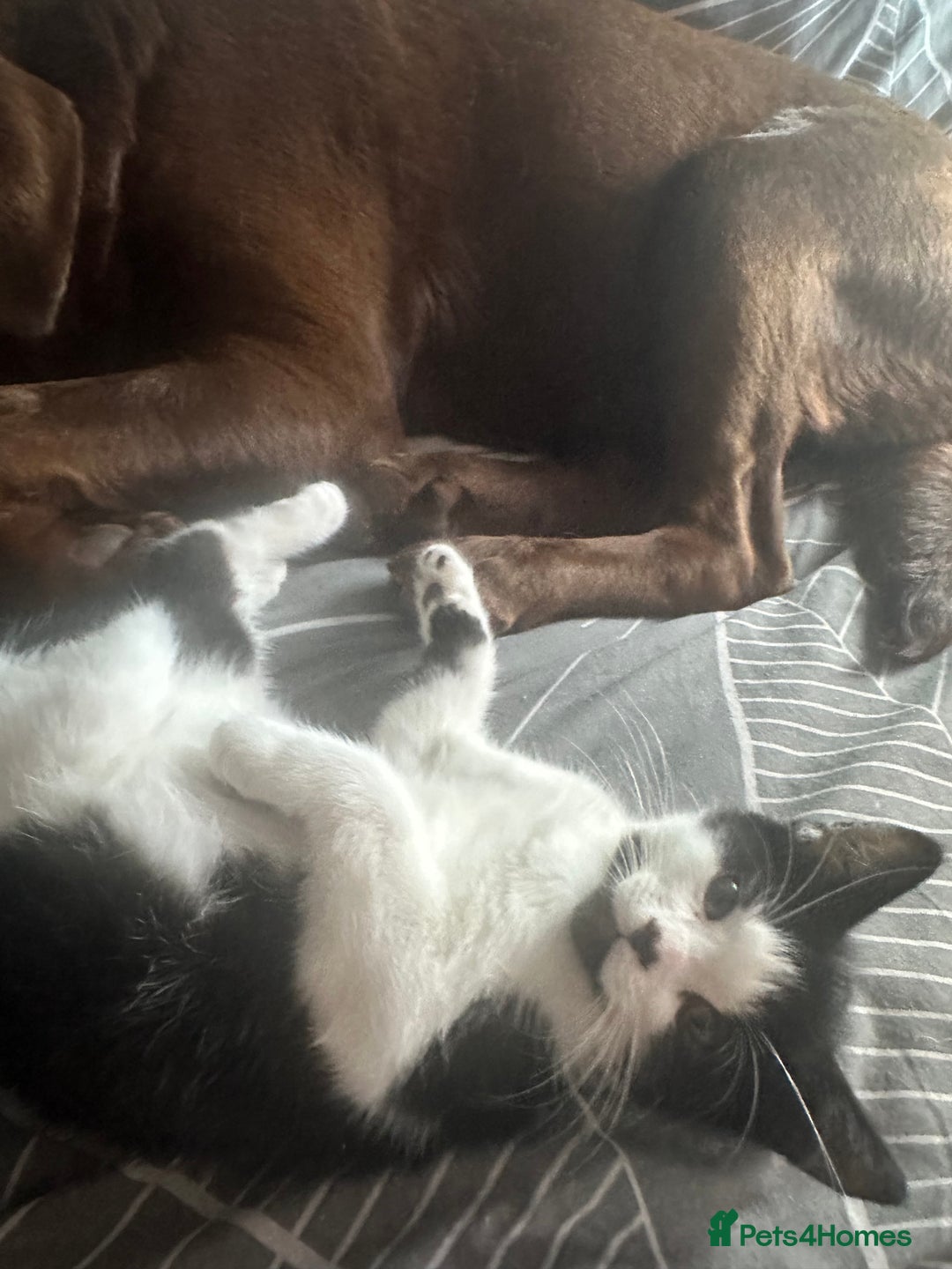British Shorthair cats for sale: Two loving boys - Image 2