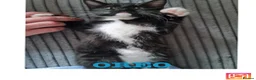 Mixed Breed cats for sale: Cute kittens🐈🐈‍⬛ - Advert 6
