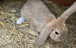 Mini Lion Lop rabbits for sale: Mixed breeds of rabbits - Image 11