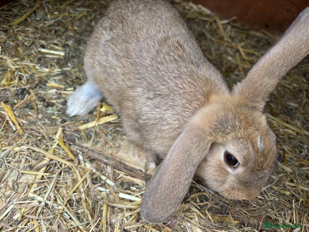 Mini Lion Lop rabbits for sale: Mixed breeds of rabbits - Image 11