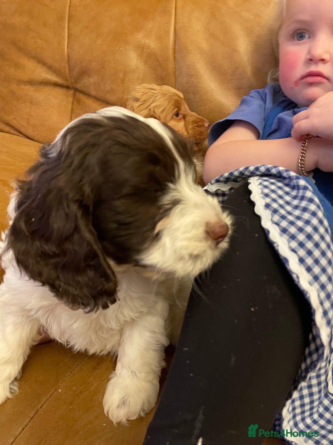 Cockapoo dogs for sale: Chunky Cockapoo Puppies - Image 14