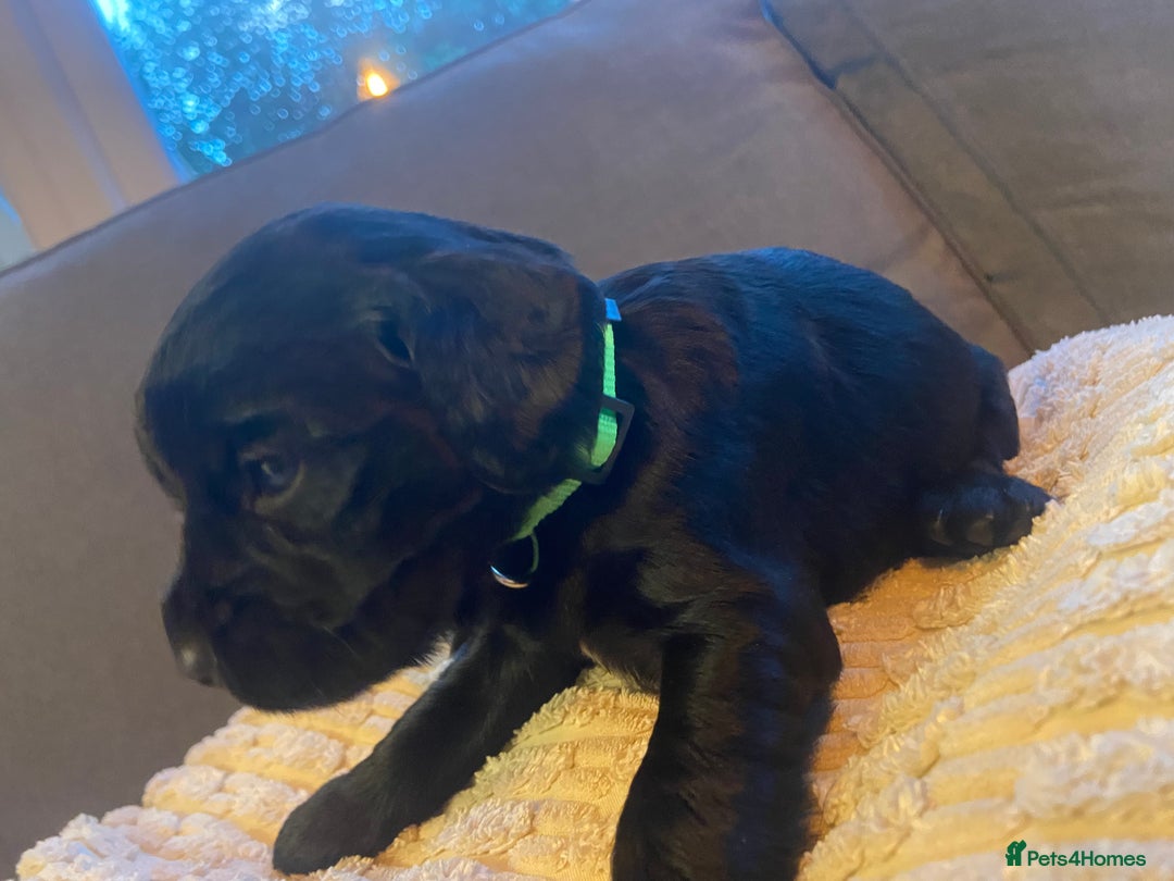 Cocker Spaniel dogs for sale: 10 Gorgeous KC Cocker Spaniel Puppies - Image 31