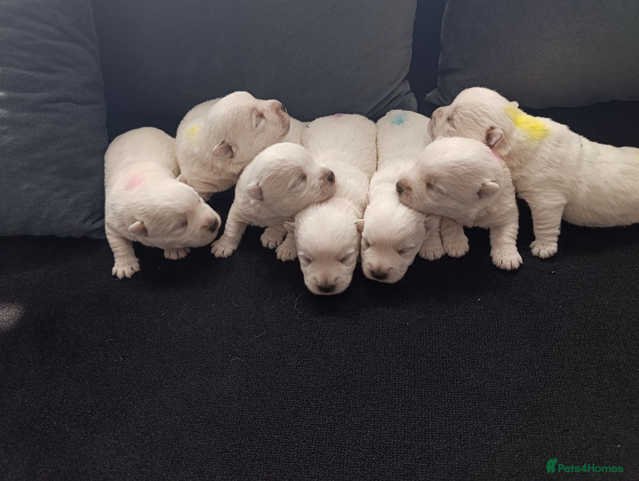 West Highland Terrier dogs RKC west highland white terrier puppies  - Advert 1