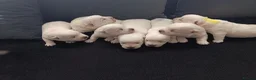 West Highland Terrier dogs for sale: RKC west highland white terrier puppies  - Advert 1