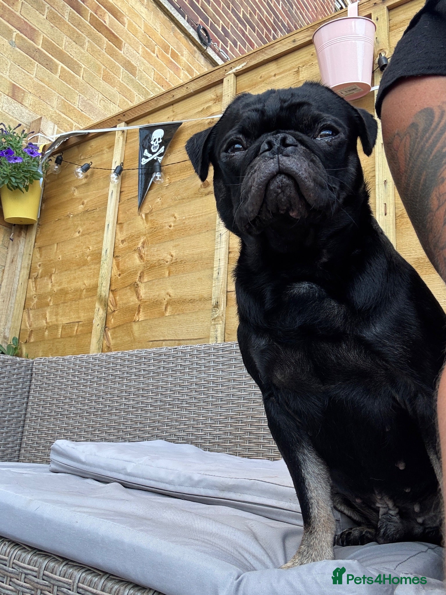 Pug dogs Stunning proven pug stud black with tan paws  - Advert 7