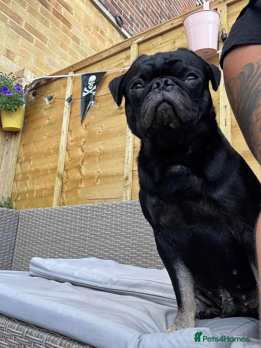 Pug dogs for stud: Stunning proven pug stud black with tan paws  - Advert 1