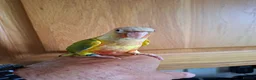 Conures birds for sale: Pineaplle, greencheek, and yellow sided conures  - Advert 13