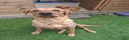 Labrador Retriever dogs for sale: Fox Red Labrador puppies  - Advert 6