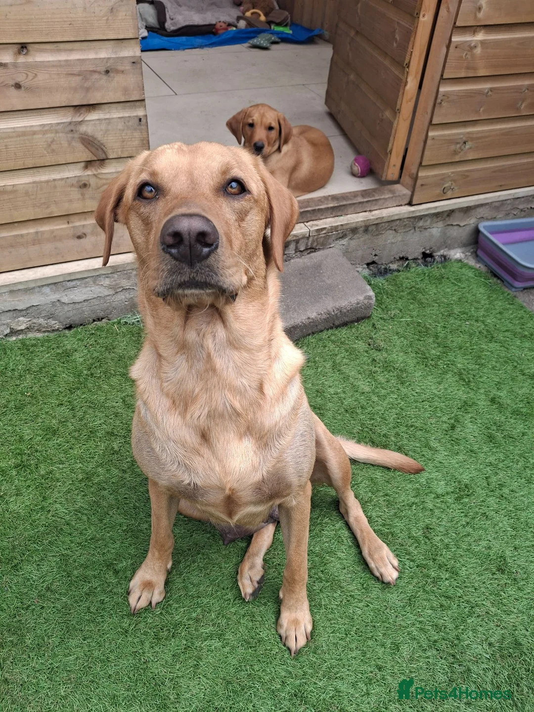 Labrador Retriever dogs for sale: Fox Red Labrador puppies  - Advert 6