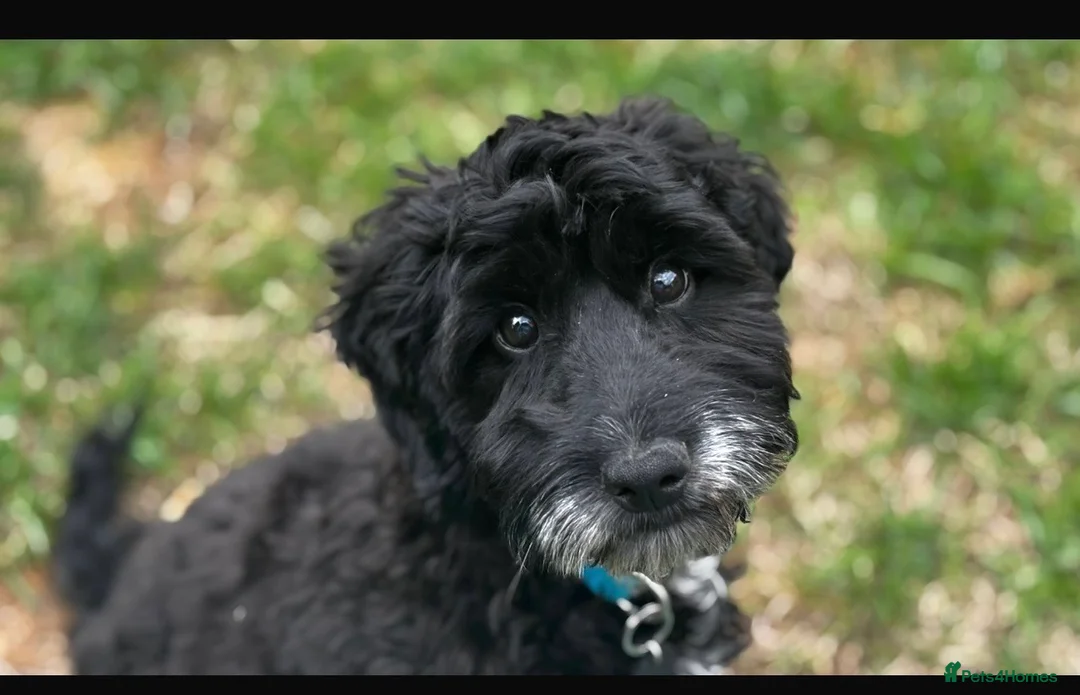 Cockapoo dogs for stud: F1 stud dog, toy cockapoo PROVEN - Advert 1