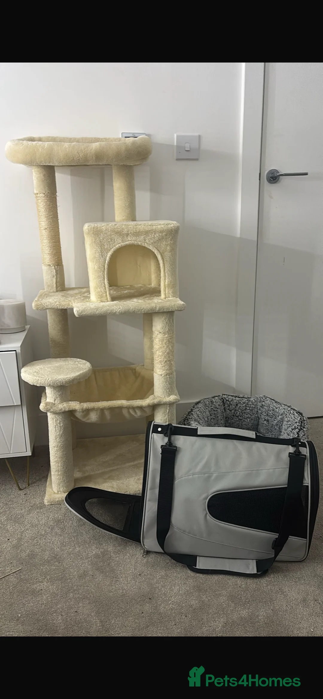 Ragdoll cats for sale: Ragdoll - Advert 2