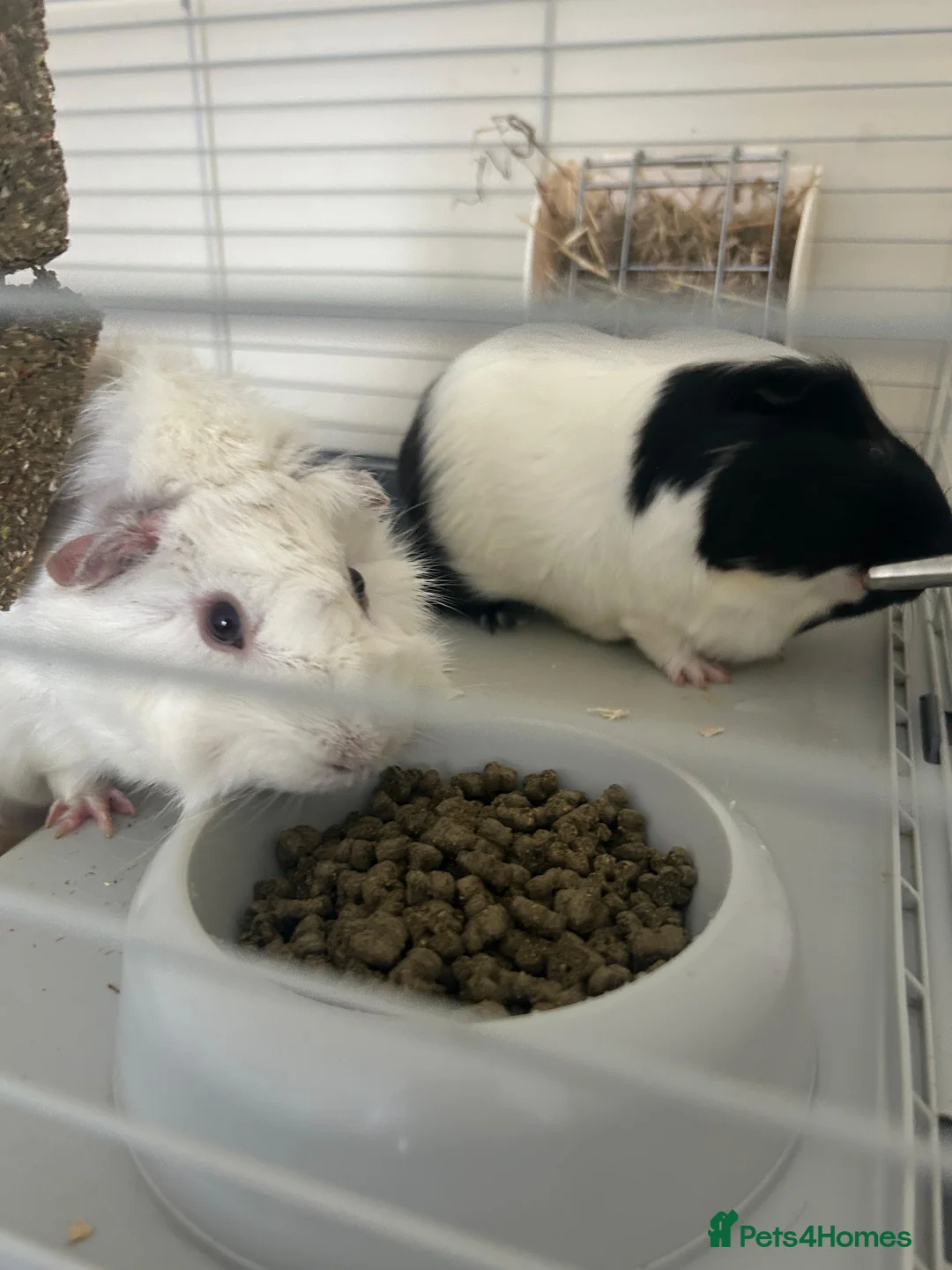 Guinea Pig rodents for sale: 2 beautiful Male Guinea Pigs  - Advert 4