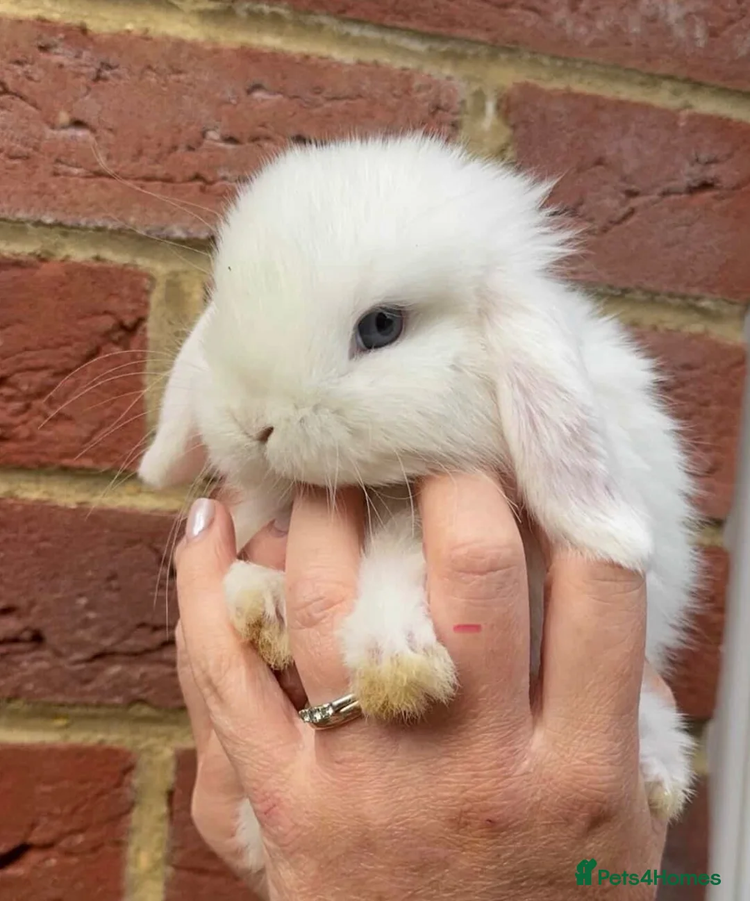 Mini Lop rabbits for sale: ⭐️ Purebred Mini Lops ⭐️ - Advert 2