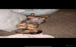 Miniature Dachshund dogs for sale: Wired hair miniature Dachshund  - Image 2
