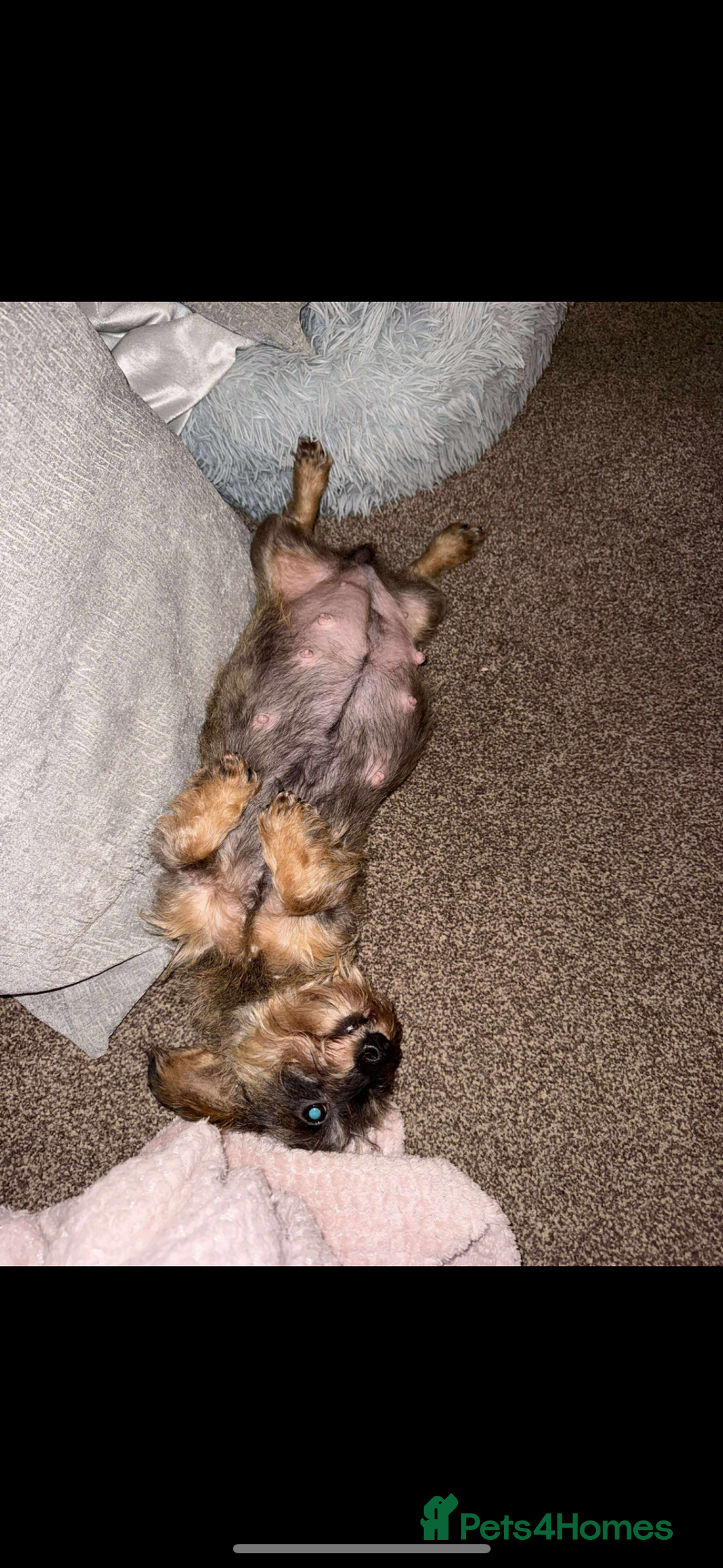 Miniature Dachshund dogs for sale: Wired hair miniature Dachshund  - Image 2