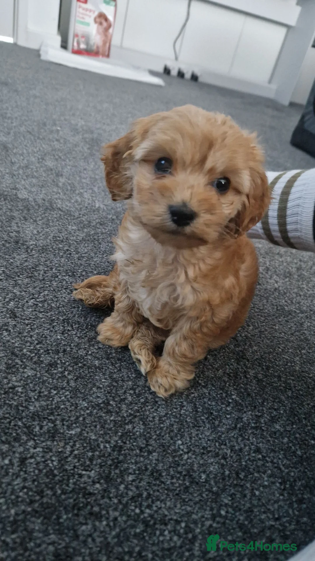 Cavapoo dogs for sale: Male Cavapoo for sale 8 months - Advert 9