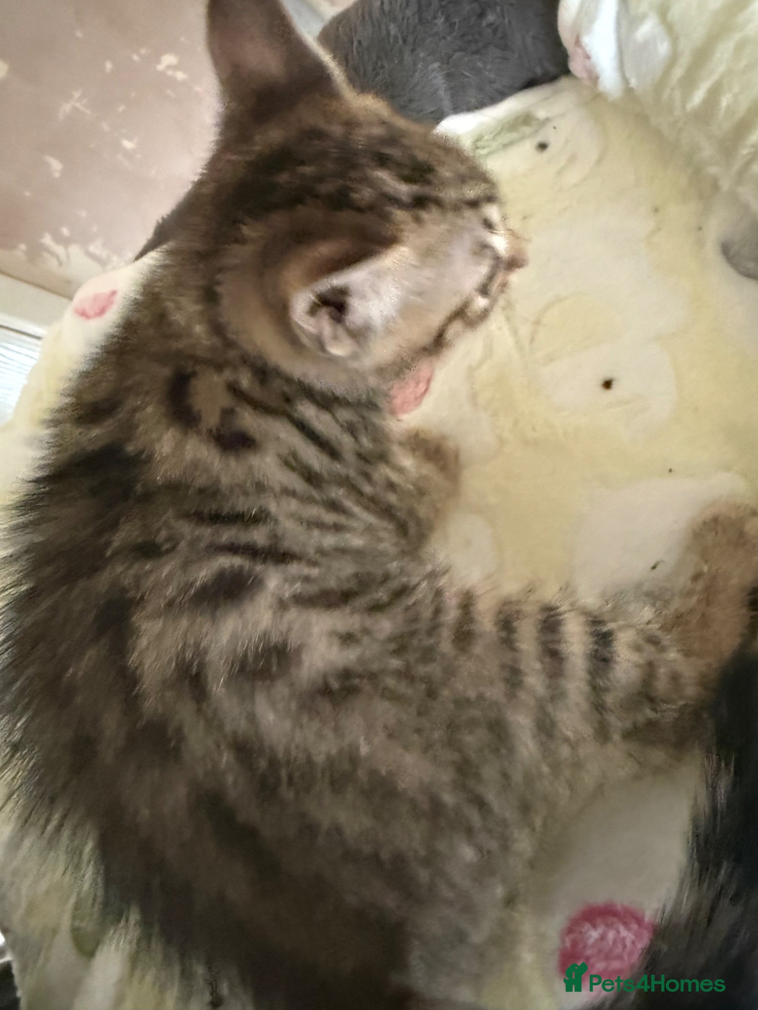 Bengal cats for sale: Cute Tabby/bengal kitty Looking for a Loving Home! - Advert 6