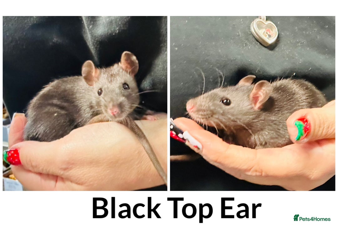 Rat rodents for sale: Well Handled Friendly Baby Top Ear Rats  - Image 5
